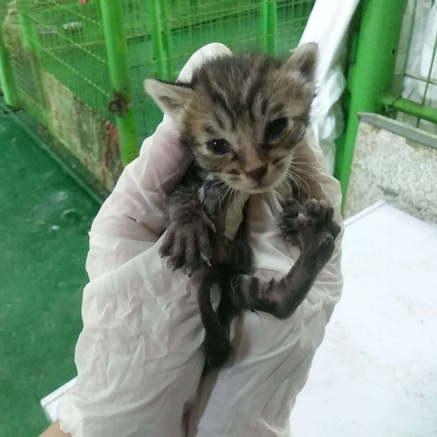 인천광역시수의사회_428352202300258